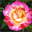 allison_greco