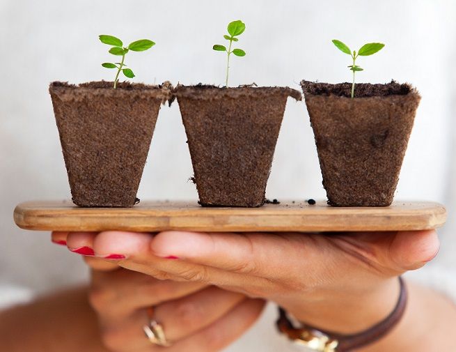 A person holding a wooden board with three small plants taken out of their pots