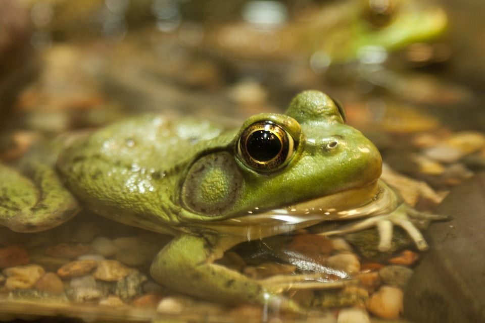 Frog