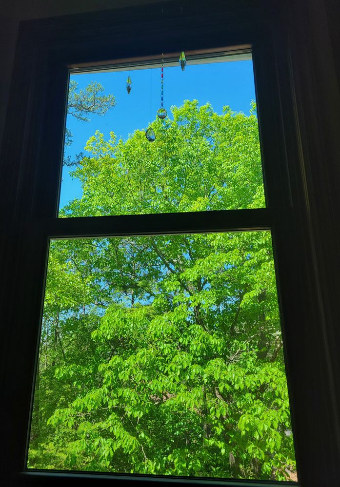 Inside, looking out -- Image-a-Day Challenge, April 2020