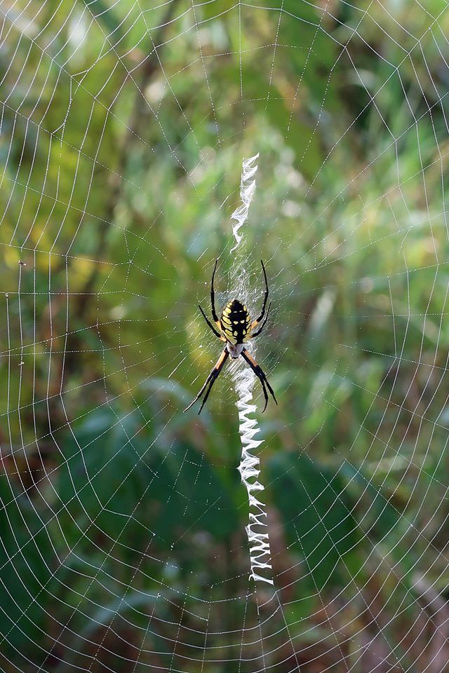 344965_Lidinsky 9-26-18_Yellow Garden Spider - Anne Brown.jpg