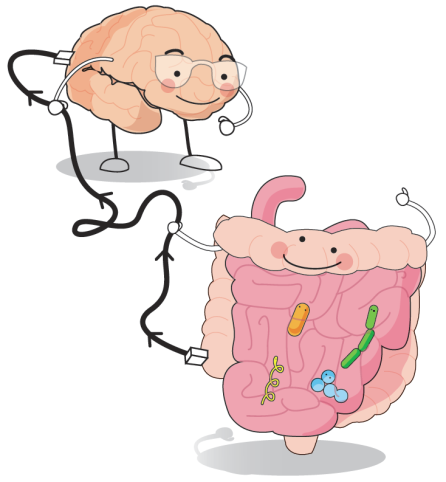 345072_Gut Brain.png