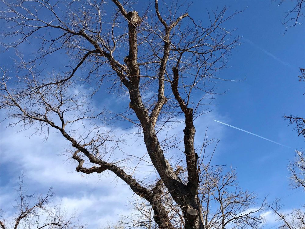 Photograph of a tree that lost all of its leaves, clouds and a plane’s contrail in the far background_1.jpg