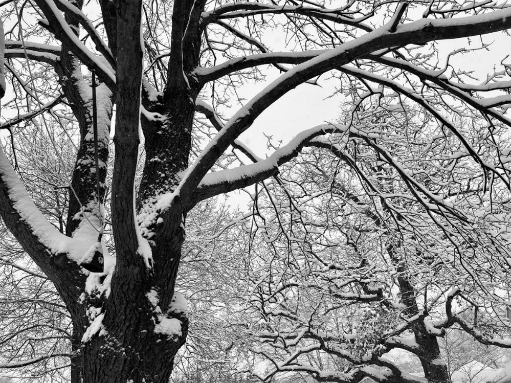 Photograph of a tree with many branches covered by a few inches of snow.jpg