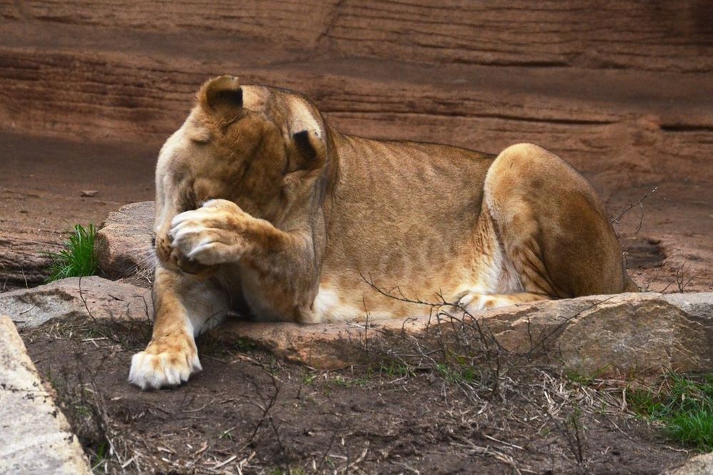 Photograph of an adult lion covering her face with her paw.jpg