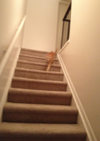 My tabby cat Destiny, burst of orange descending the drab grey stairs of our previous residence in Arizona..png