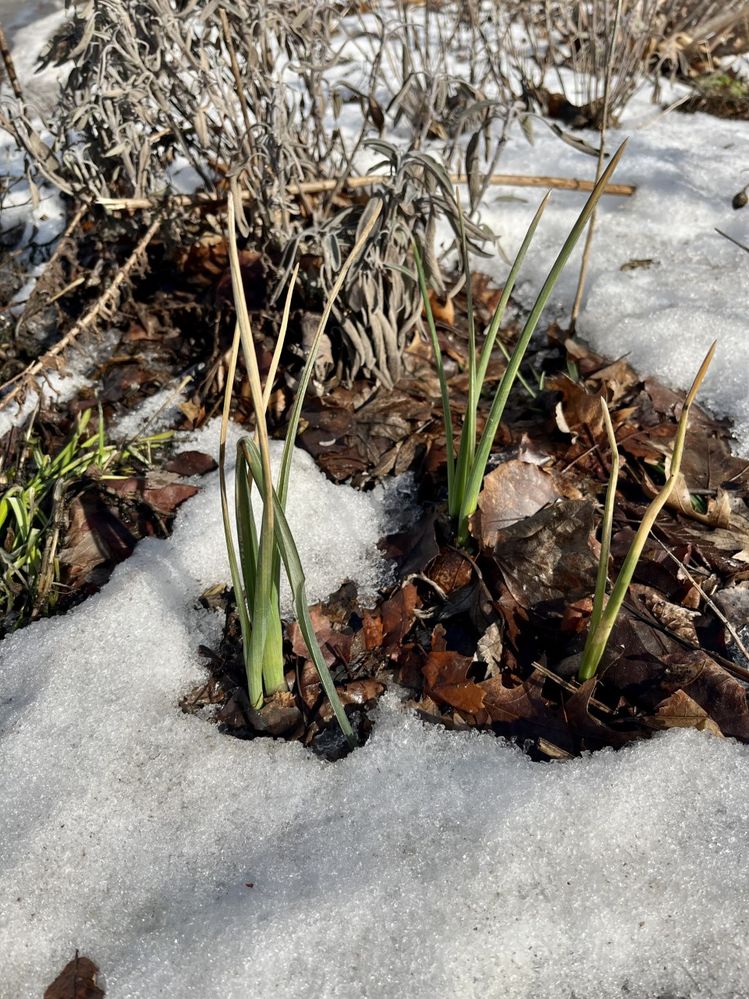 Close-up photo of green grass growing out of snow-covered ground.jpg