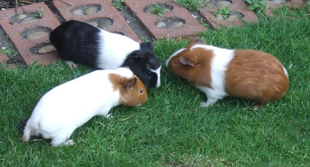 A photograph of three hamsters facing one another in a circle.jpg