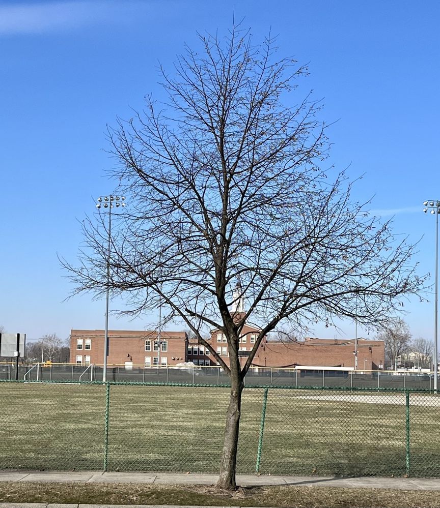 Photo of a young tree with a school and blue sky in the background.jpg