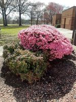 Pink azaleas blooming on the University of North Georgia Campus.jpg