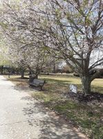 White flowering trees on campus of University of North Georgia.jpg
