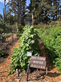 Photos from "Posh Squash" Community Garden