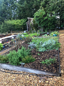 Posh Squash Garden Photos (1).png