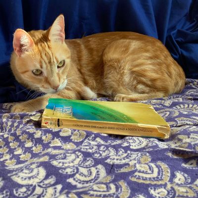 Destiny, an orange tabby cat, sits next to a paperback copy of a banned book, I Know Why the Caged Bird Sings by Maya Angelou.jpg