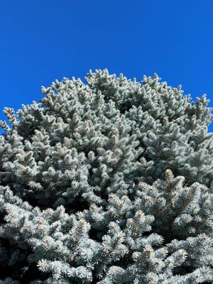 Upwards view of blue spruce tree against bright blue sky.jpg