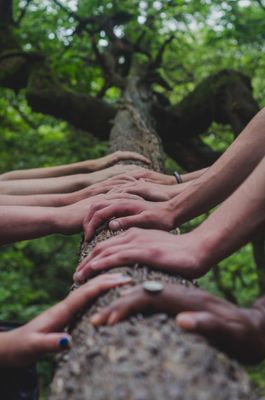 Hands set in a row on a tree log together.jpg