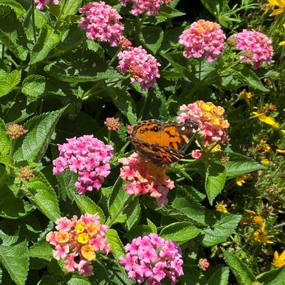 Butterfly at the Voelker Orth Museum, Bird Sanctuary, and Victorian Garden.jpg