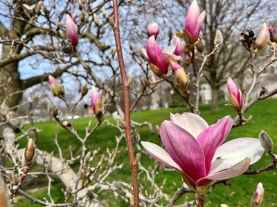 Photo of pink blossoms blooming on tree branches. Photo by April Lidinsky (2023).jpg