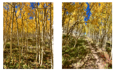 Two paths in the forest.png