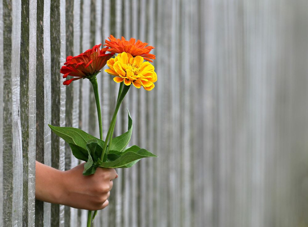 Crossing the divide - a hand with flowers reaches through a fence