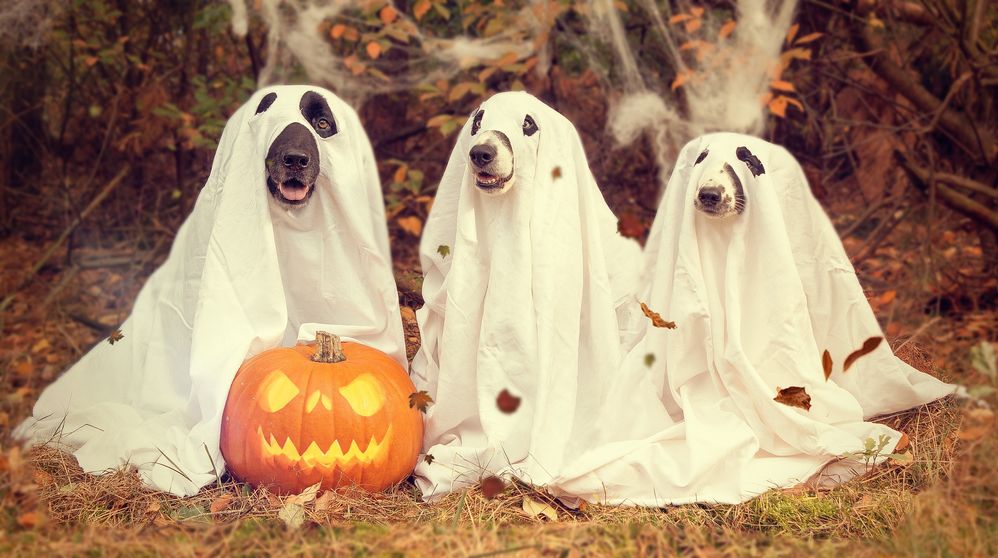 Three dogs dressed as ghosts with a jack-o-lantern.